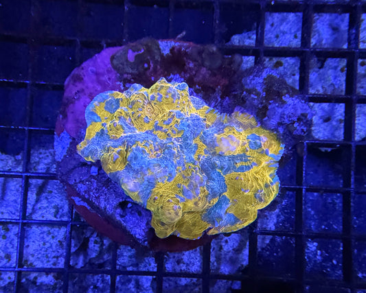 Indo Chalice