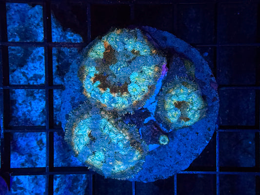 Carpet shroom plate