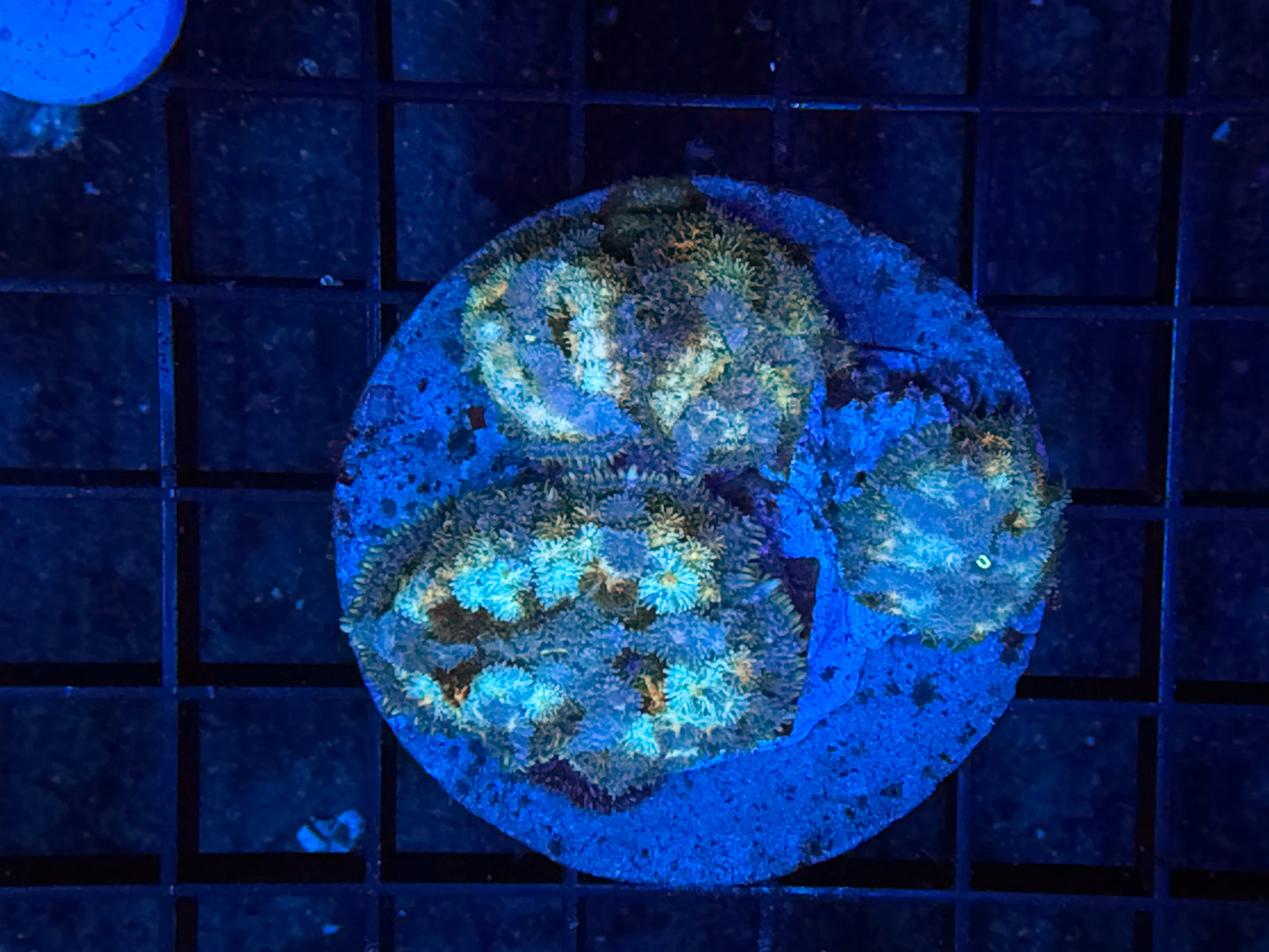Carpet shroom plate