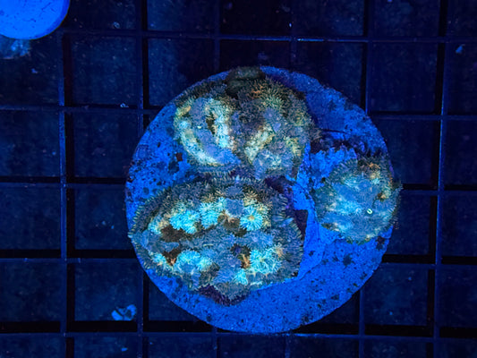 Carpet shroom plate