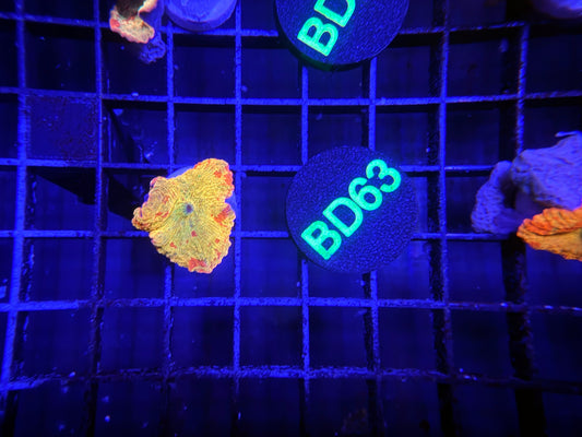 Jb 3 Colors