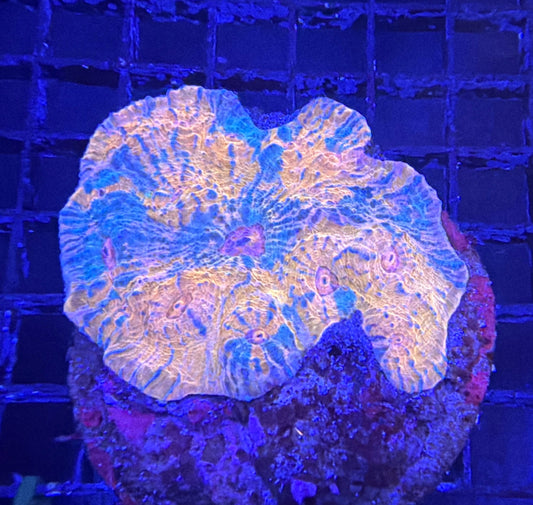 Indo chalice