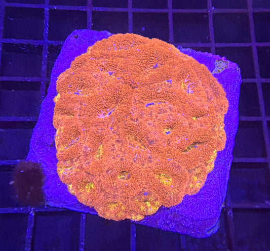 Aussie rainbow acan