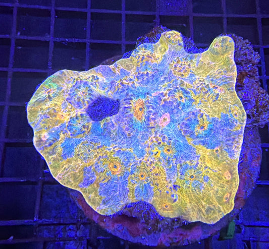 Indo chalice