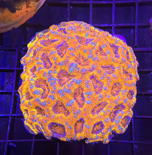 Aussie rainbow acan
