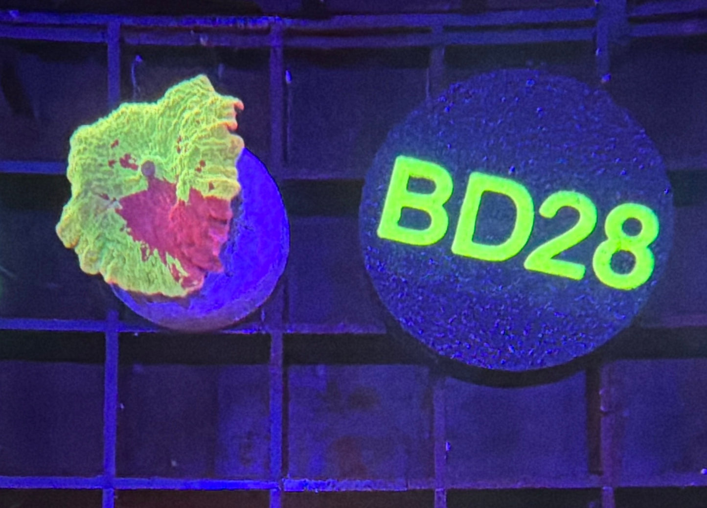 JB two color