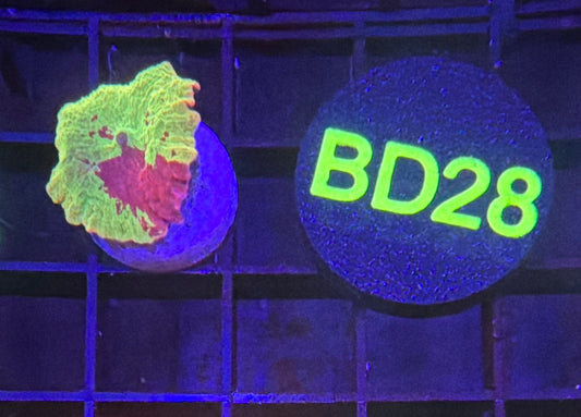 JB two color