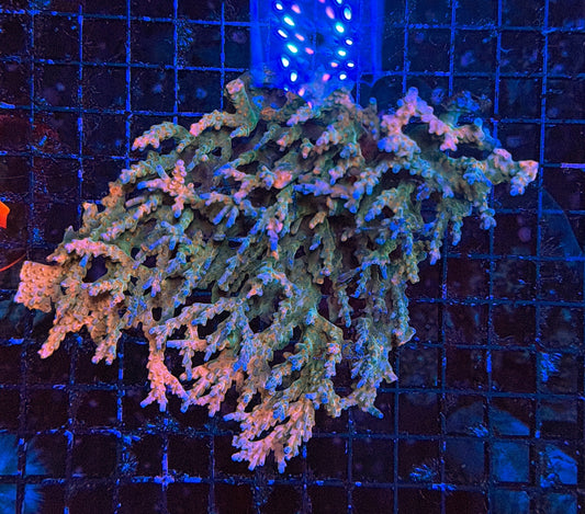 Malay Sps colony clearance