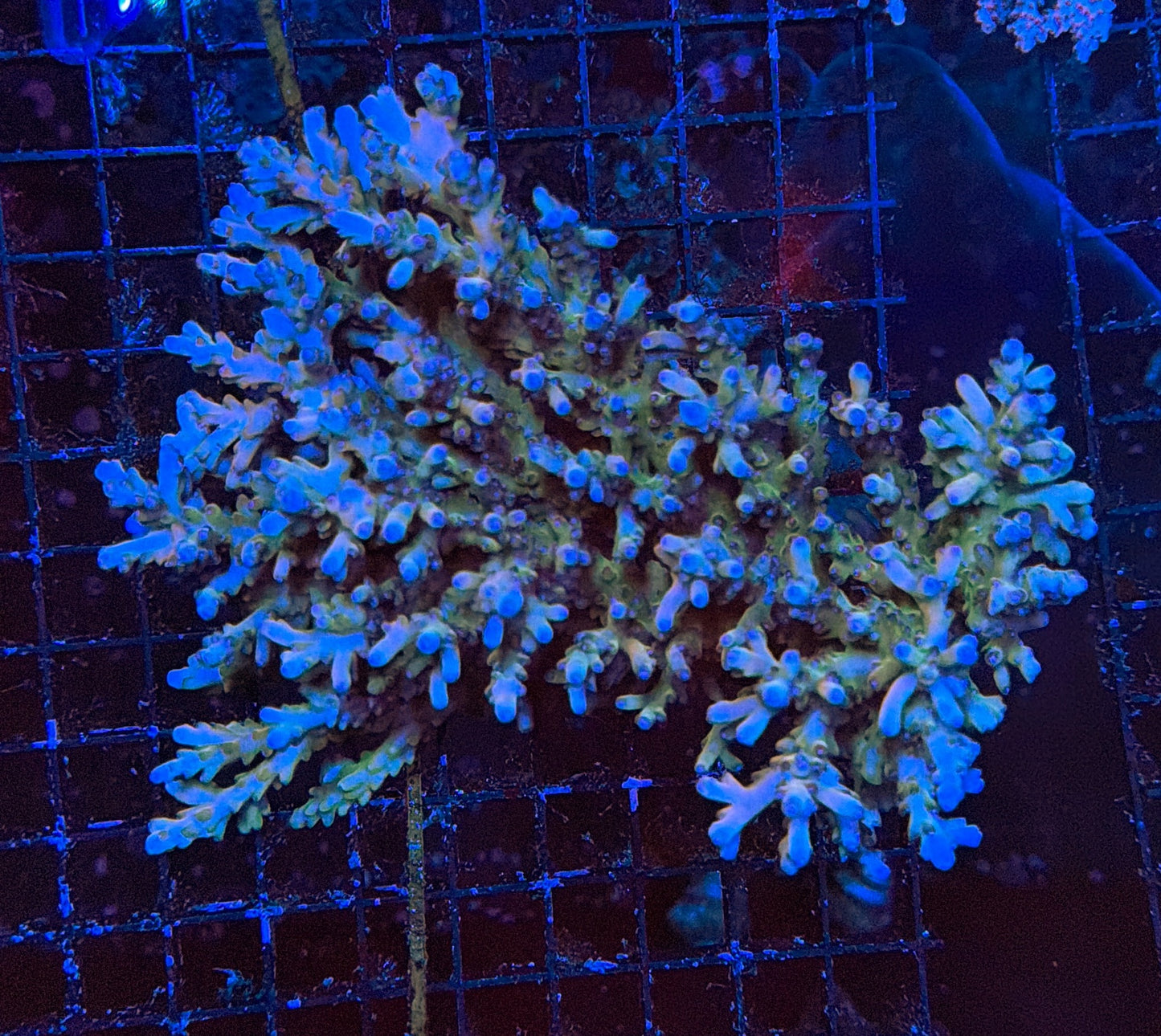 Malay Sps colony clearance