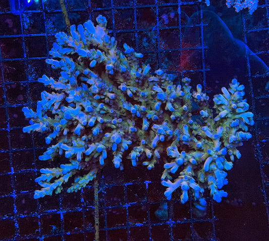 Malay Sps colony clearance
