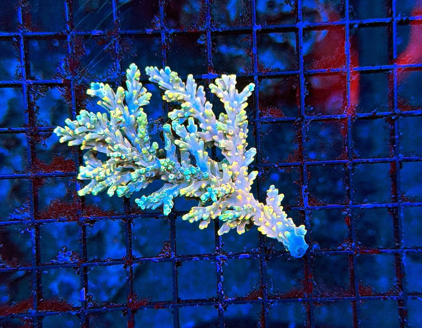 Malay Sps mini colony