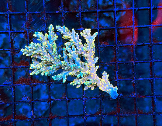Malay Sps mini colony
