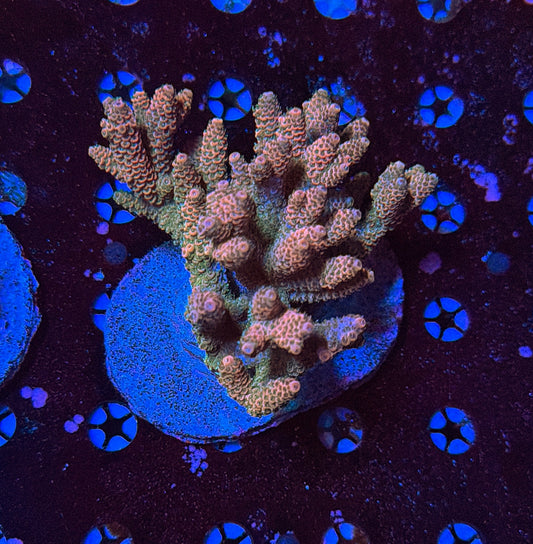 Indo Sps colony clearance