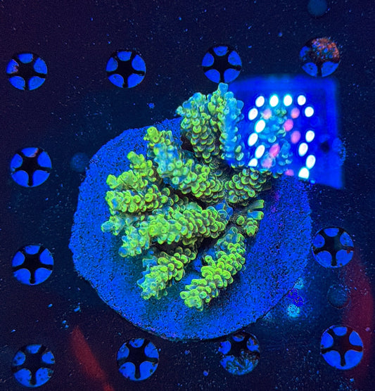 Indo Sps colony clearance
