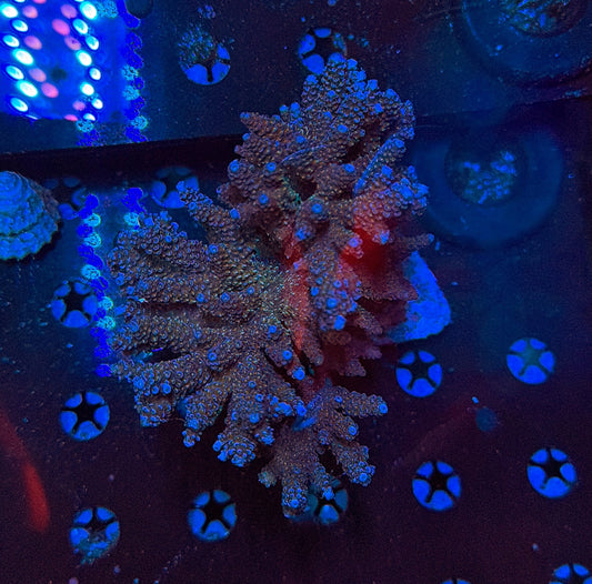 Indo Sps colony clearance