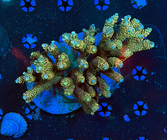 Indo Sps colony clearance