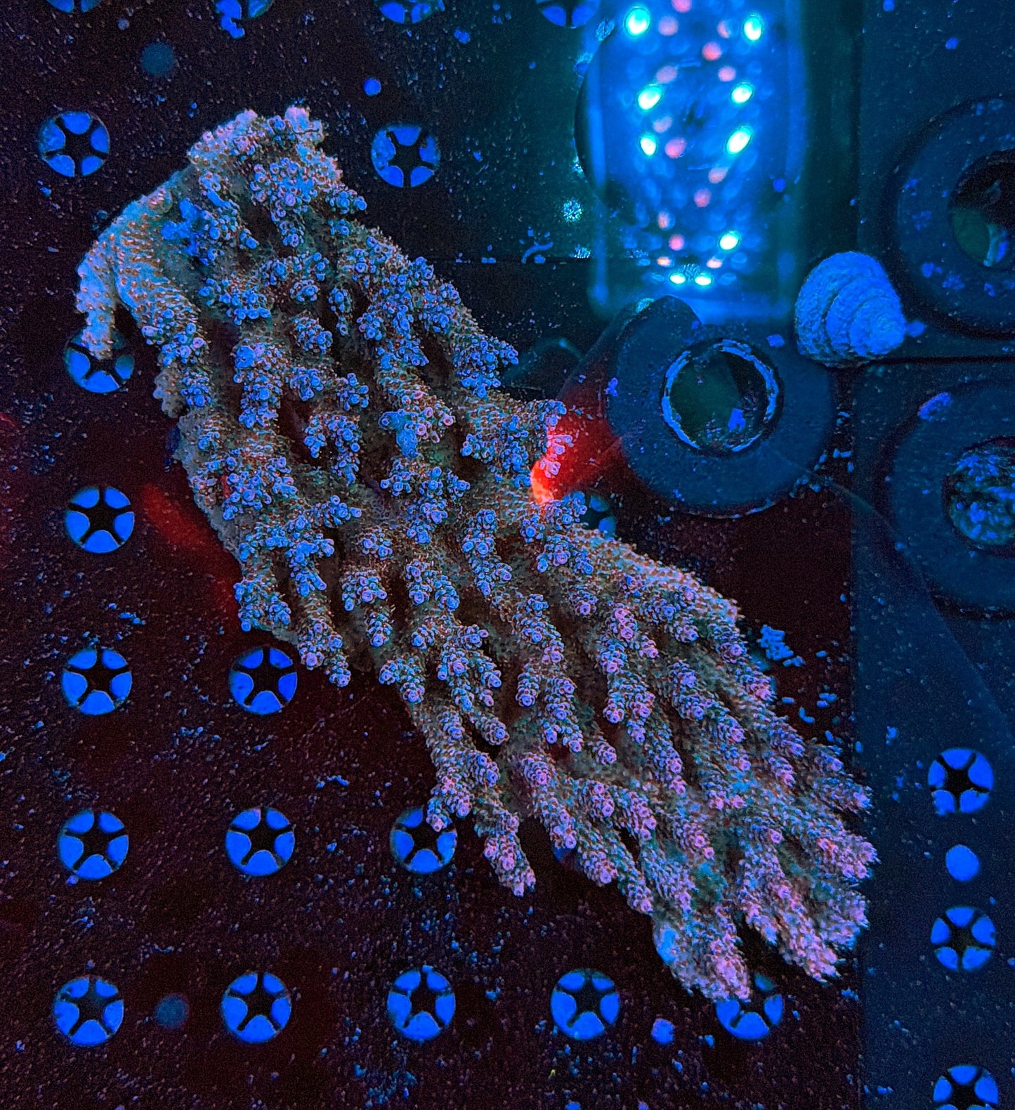 Malay Sps colony clearance