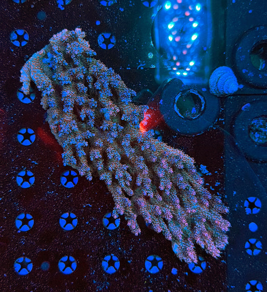Malay Sps colony clearance
