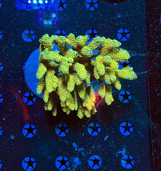 Indo Sps colony clearance
