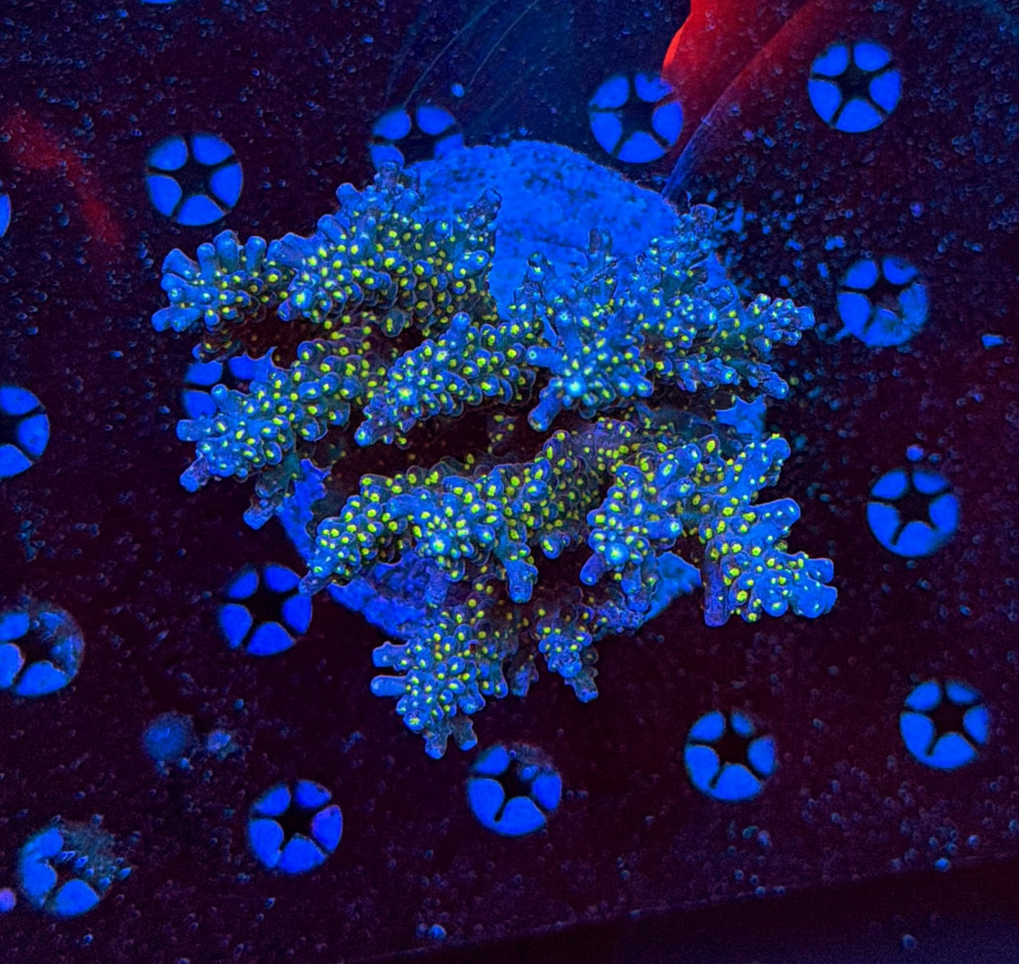 Indo Sps colony clearance