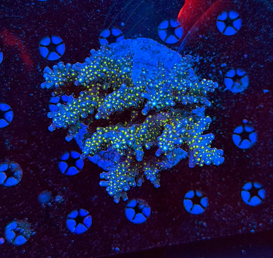Indo Sps colony clearance