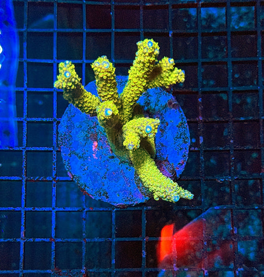 Indo Sps colony clearance