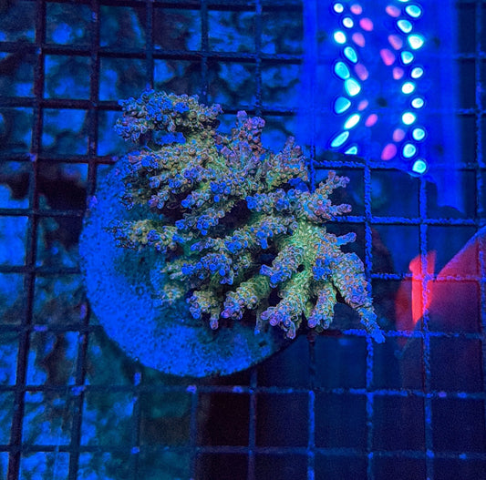 Indo Sps colony clearance