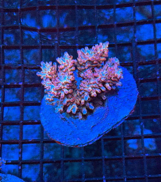 Indo Sps colony clearance