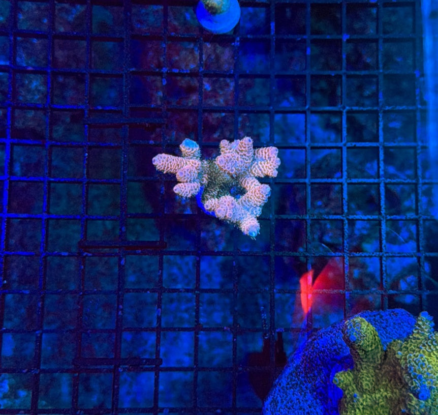 Indo Sps mini colony clearance