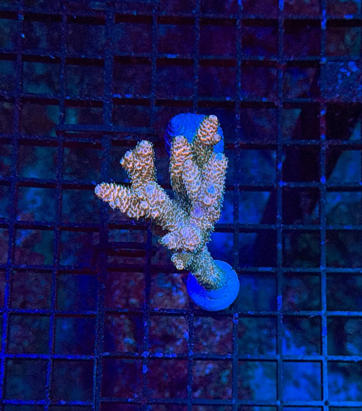 Indo Sps mini colony clearance