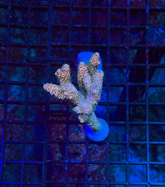 Indo Sps mini colony clearance