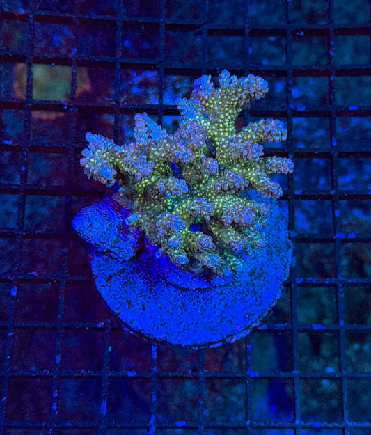 Indo Sps colony clearance