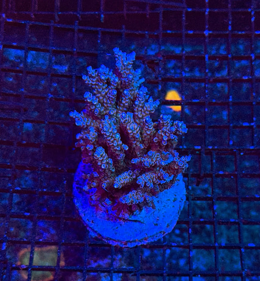 Indo Sps colony clearance