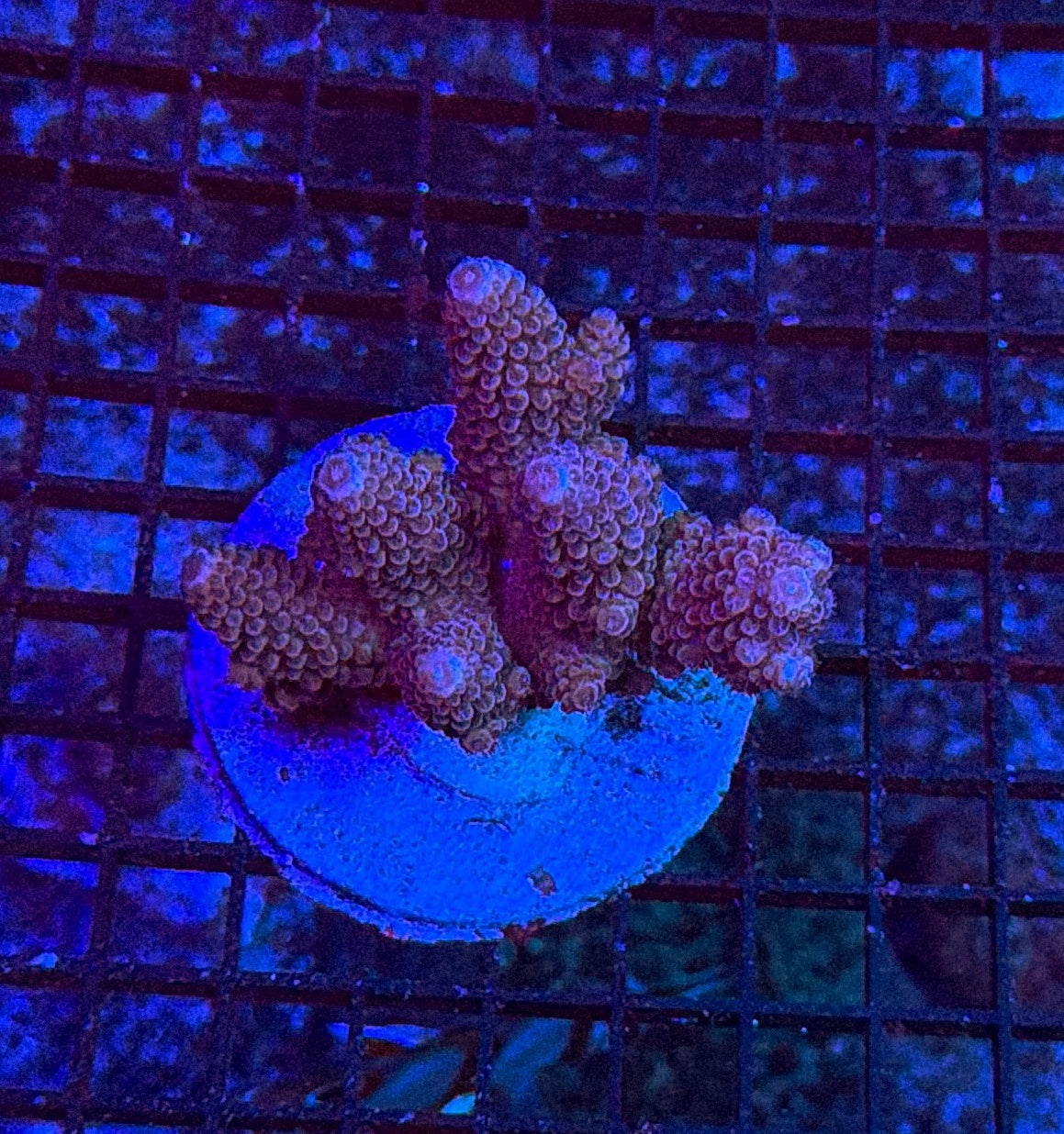 Indo Sps colony clearance