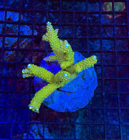 Indo Sps colony clearance