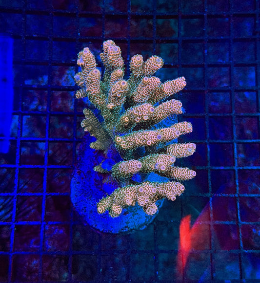 Indo Sps colony clearance