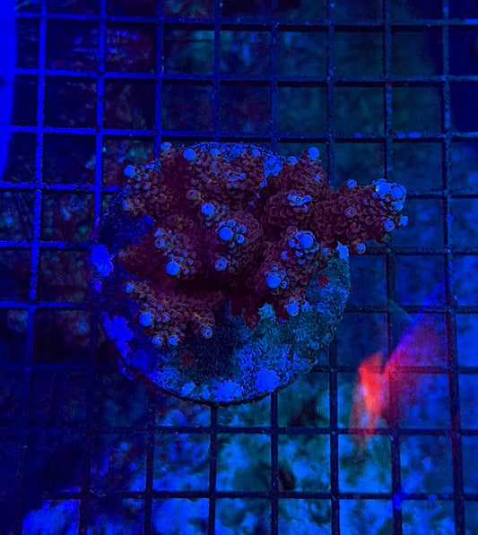Indo Sps colony clearance