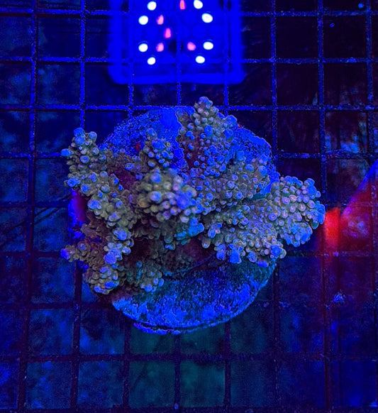 Indo Sps colony clearance