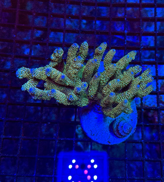 Indo Sps colony clearance