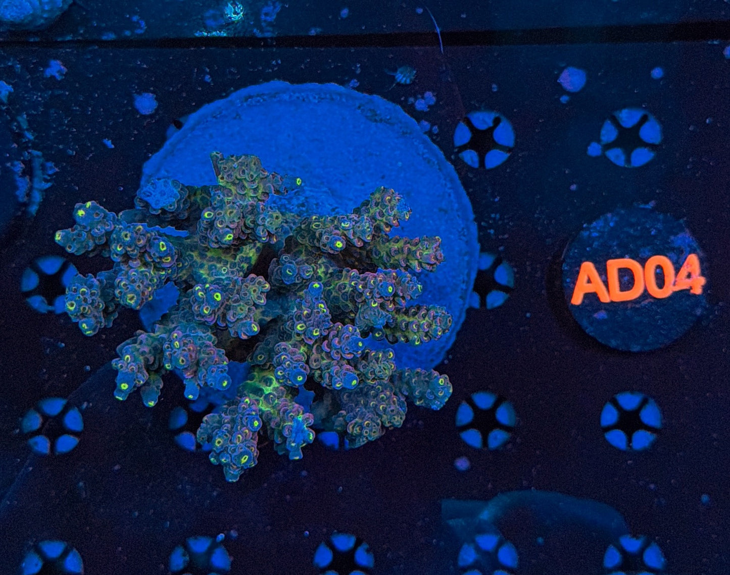 indo premium acro