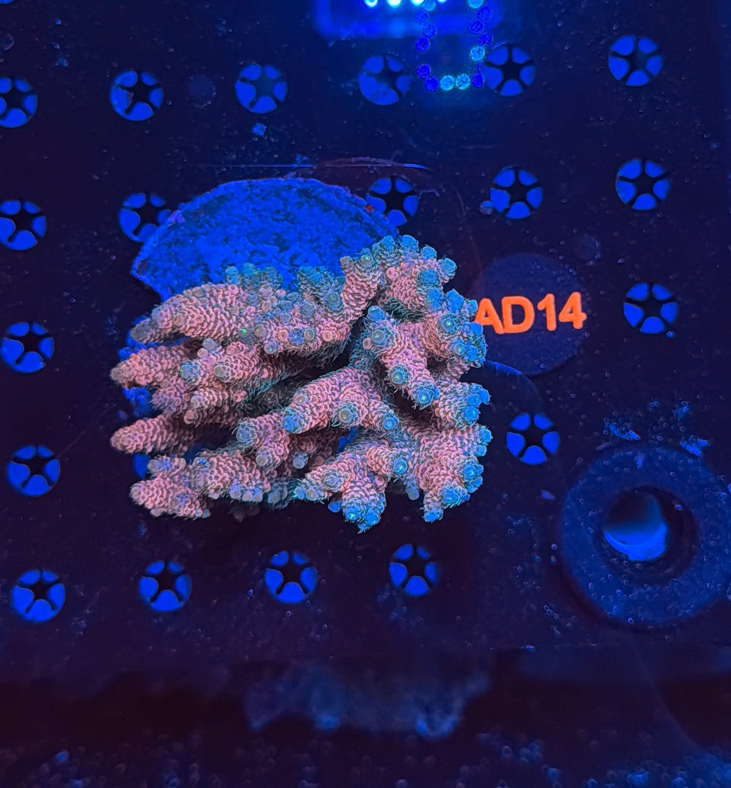 indo premium acro