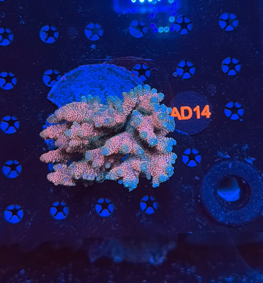 indo premium acro