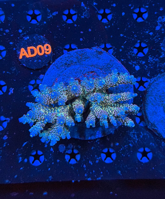 indo premium acro