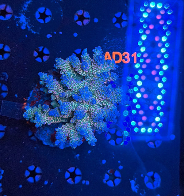 indo premium acro