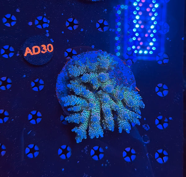 indo premium acro