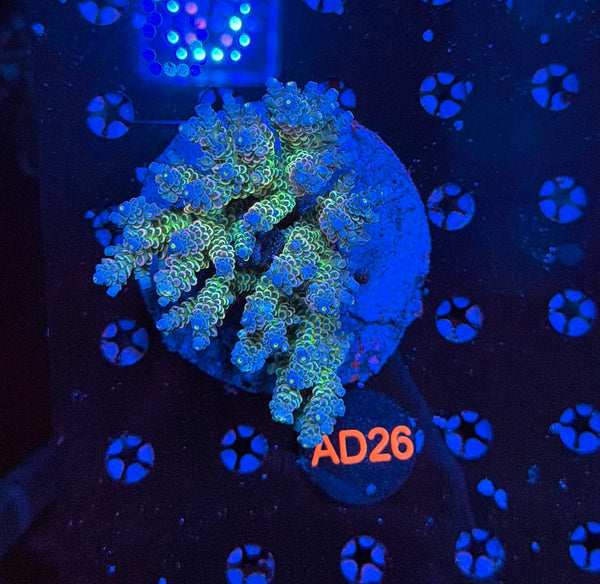 indo premium acro