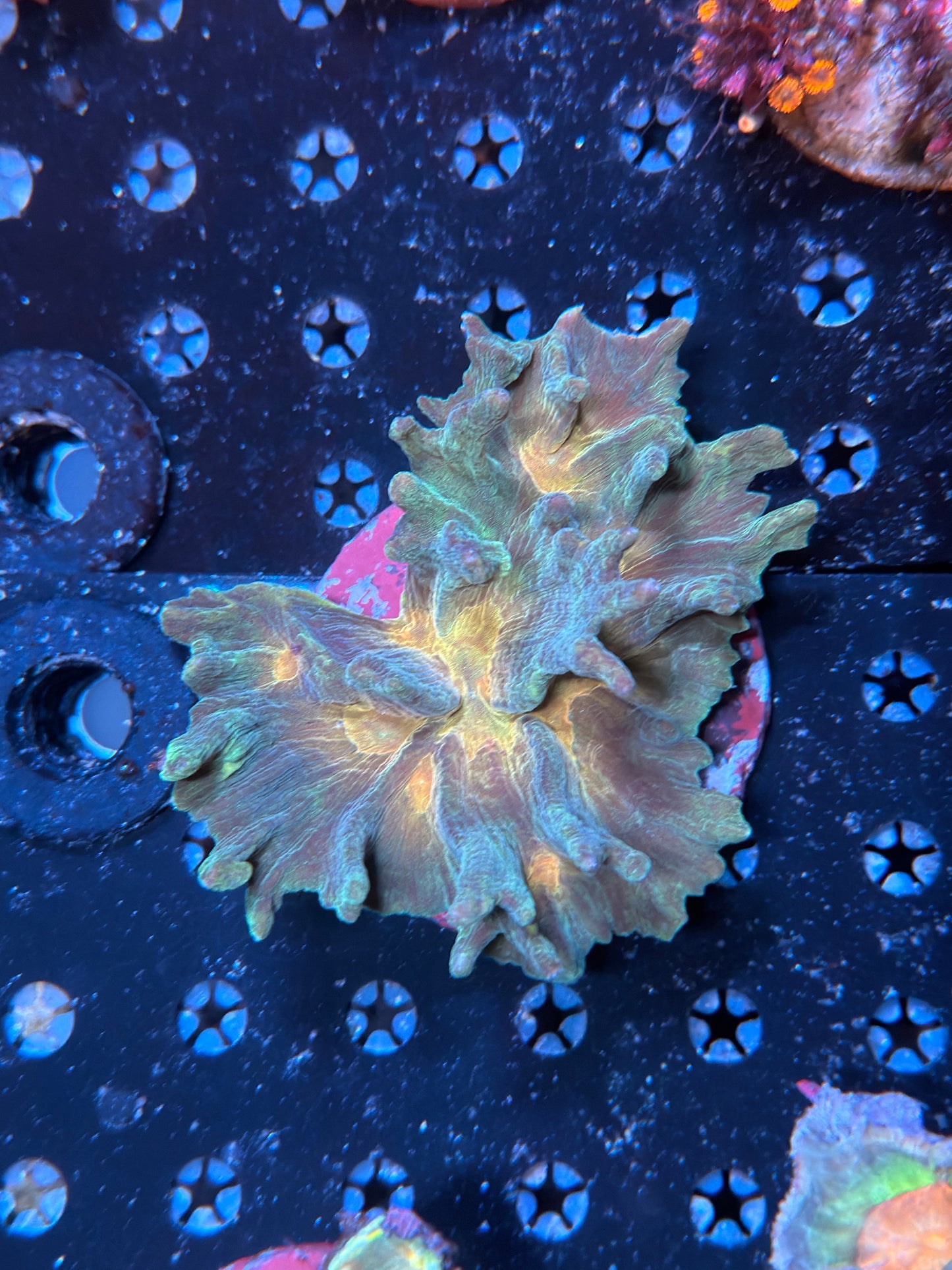 Indo pectinia coral