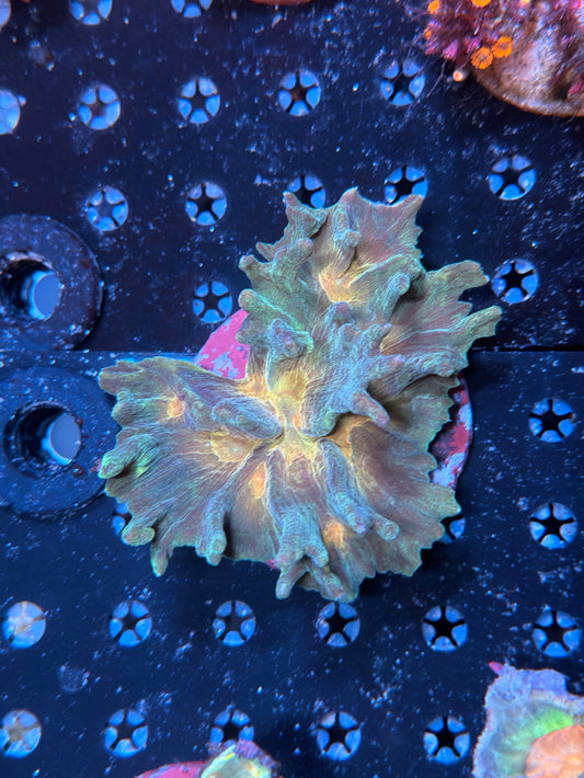 Indo pectinia coral