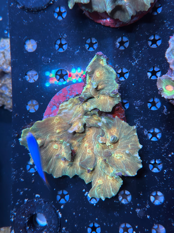 Indo pectinia coral
