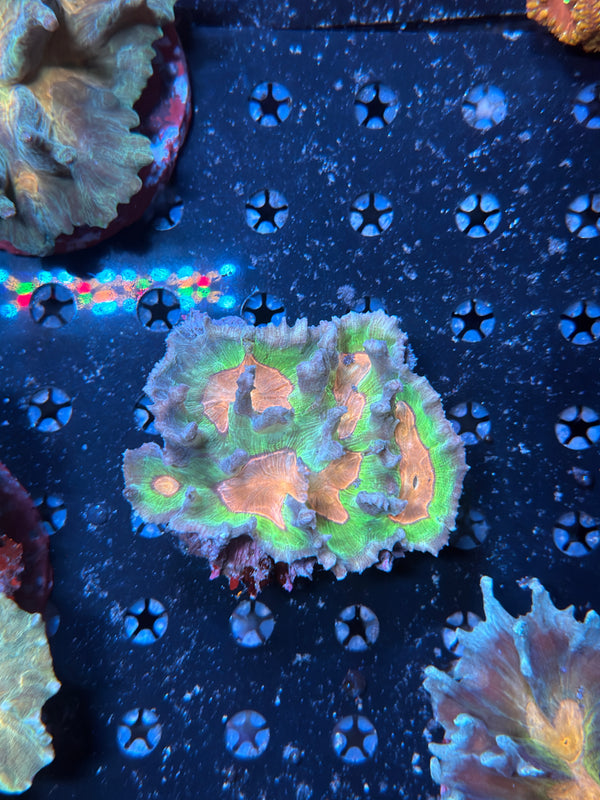 Indo pectinia coral